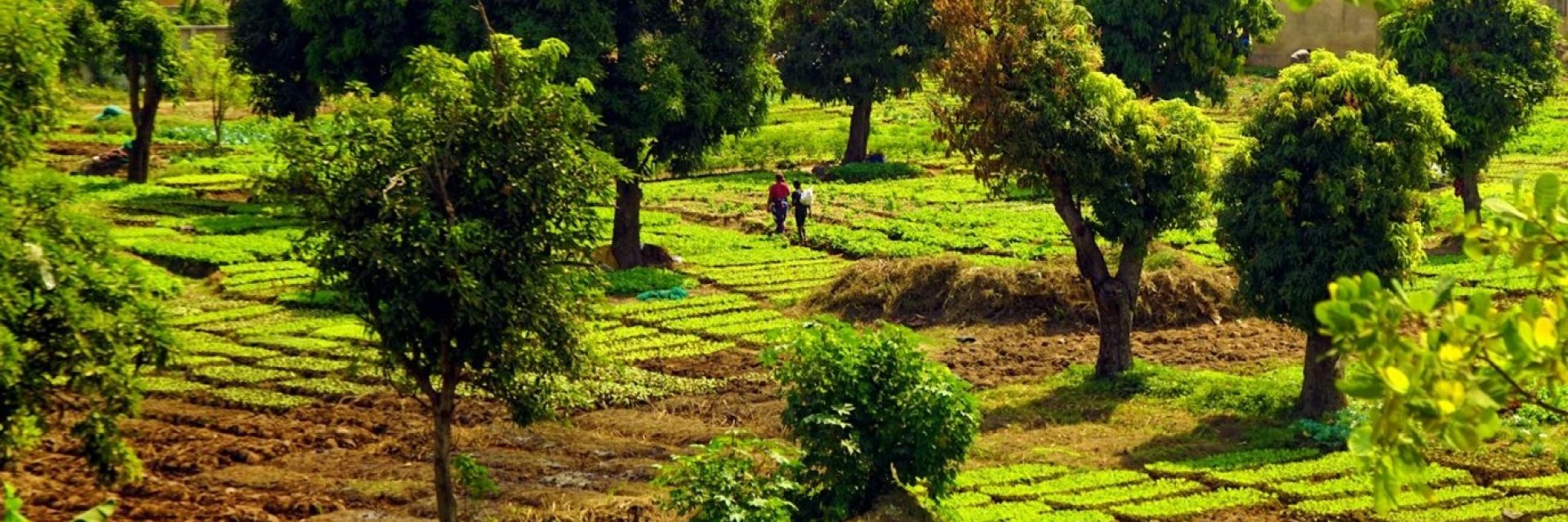 Two 6.7 Million Euro Grants for FSE Researchers from the National Science Agenda