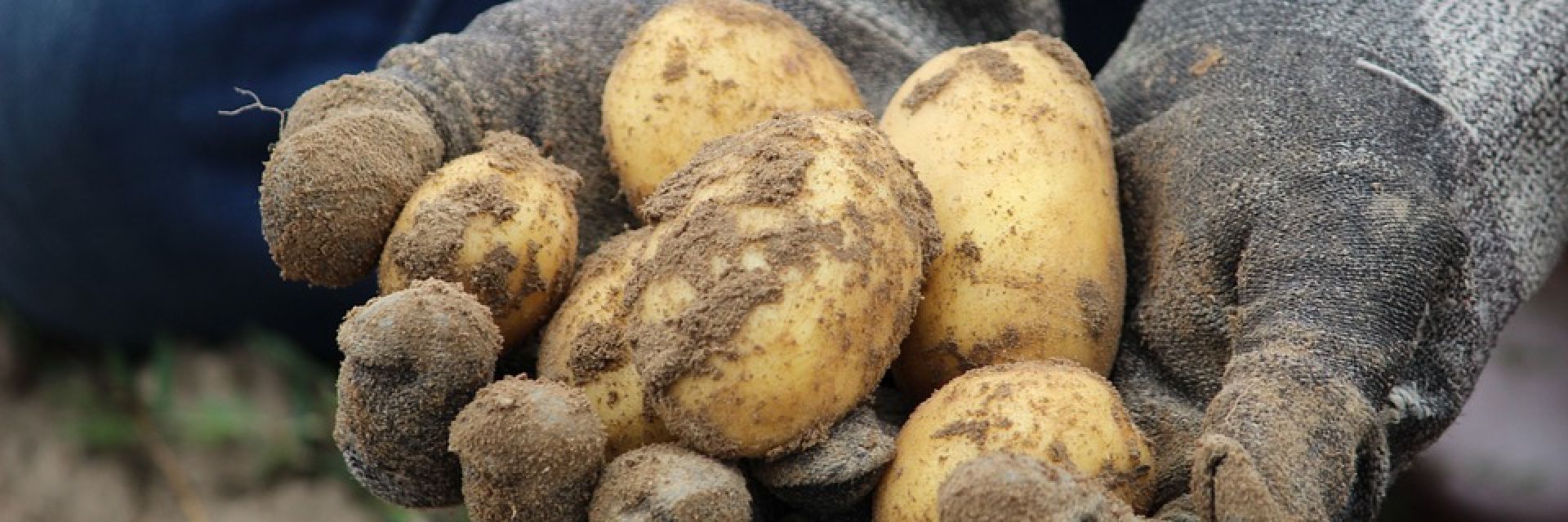 Carbohydrate Competence Center (CCC).