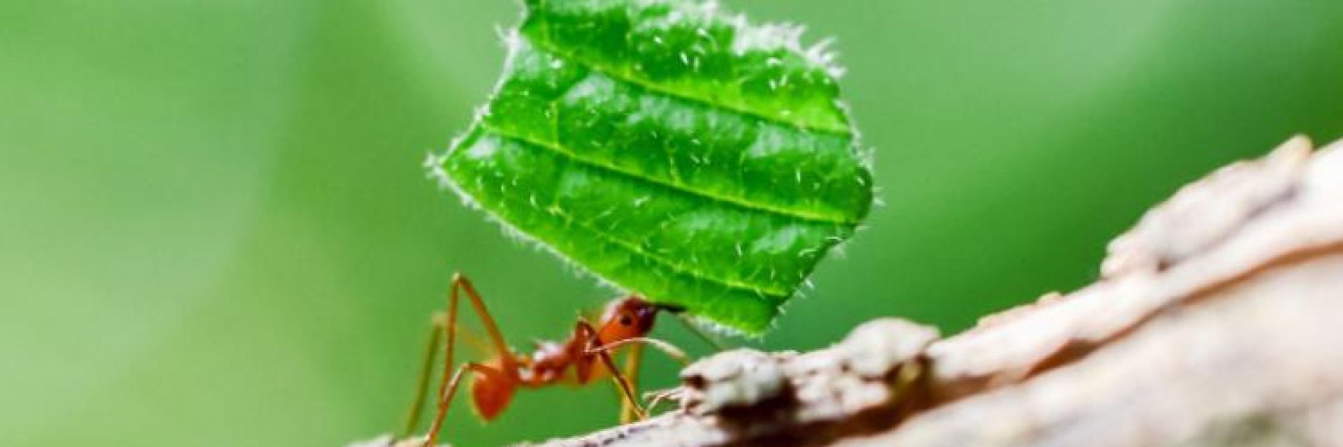 Studium Generale: Work, Work, Work | Meaningful Work - Marjolein Lips-Wiersma