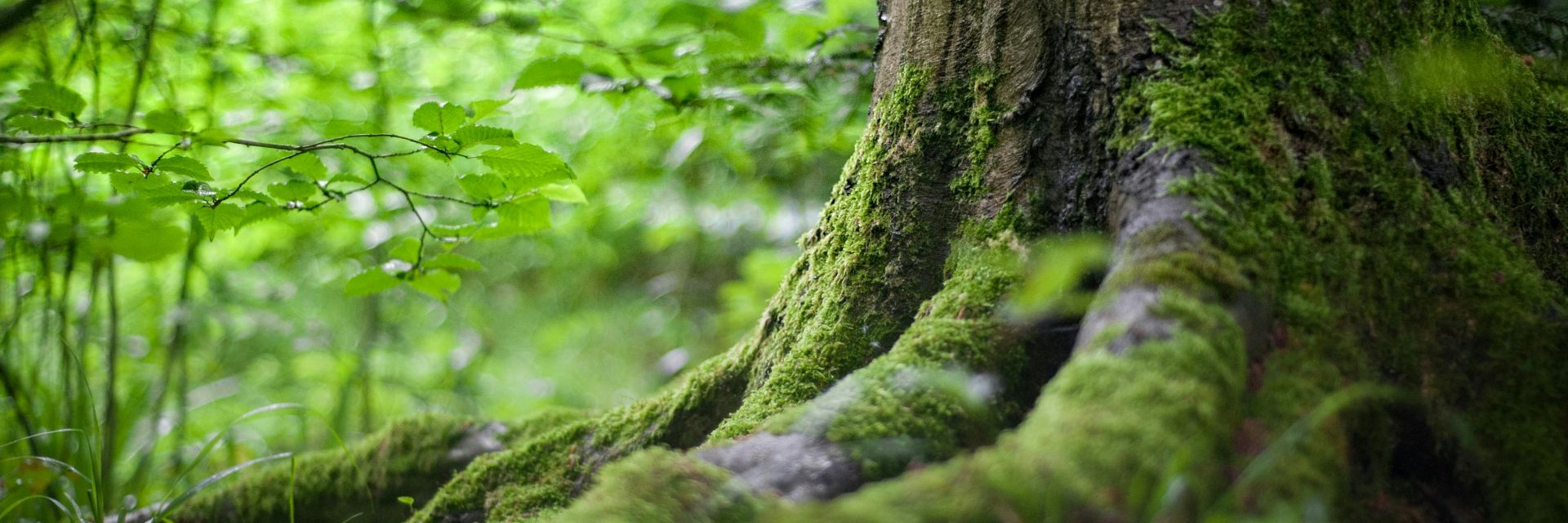 Opening Koploperbos Zernike