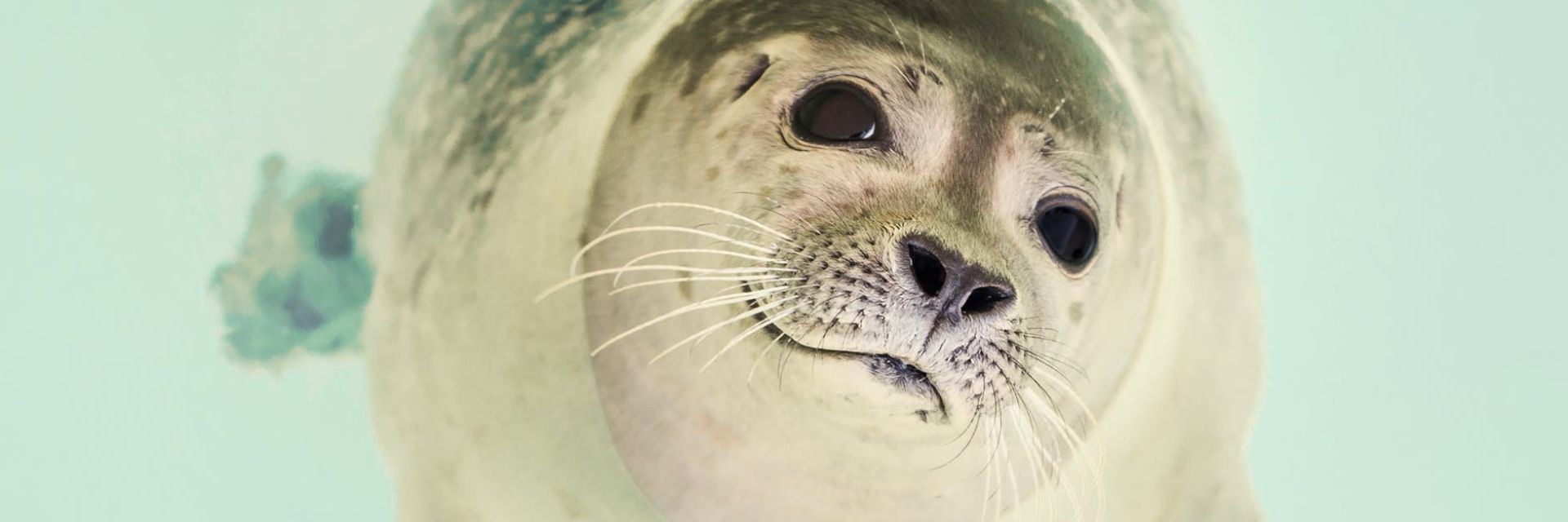 Sensors inspired by seal whiskers and fish
