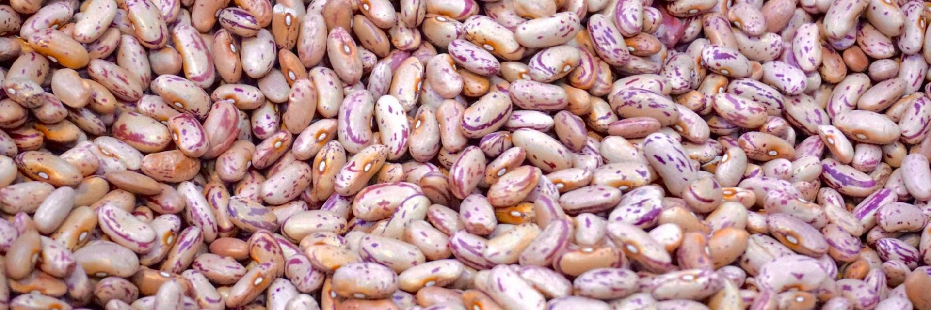 NOM and Campus Groningen successful at virtual conference on plant-based proteins