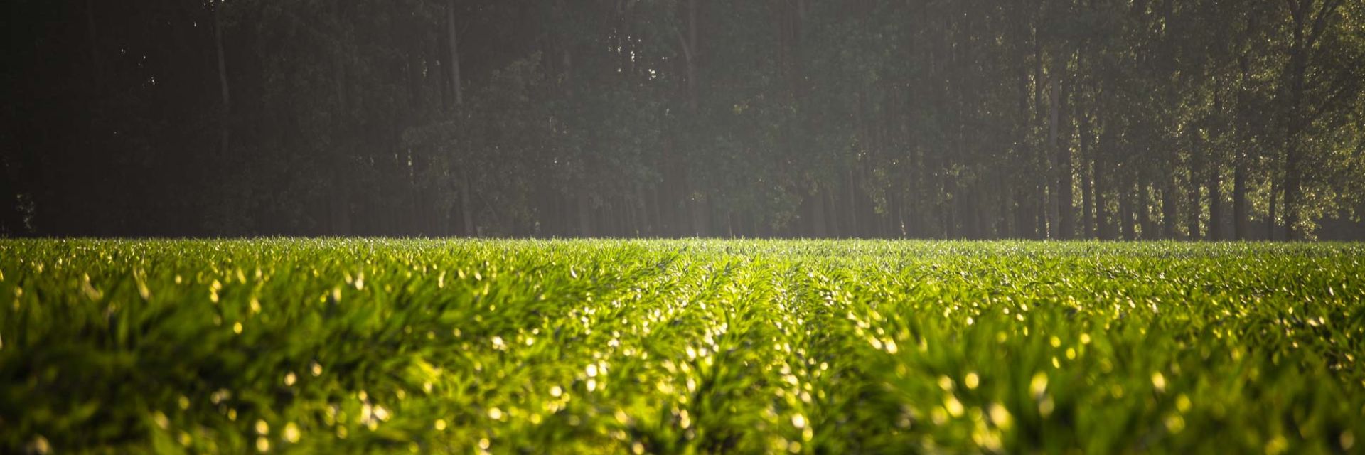 Boost for biobased business and innovations: Bio Cooperative