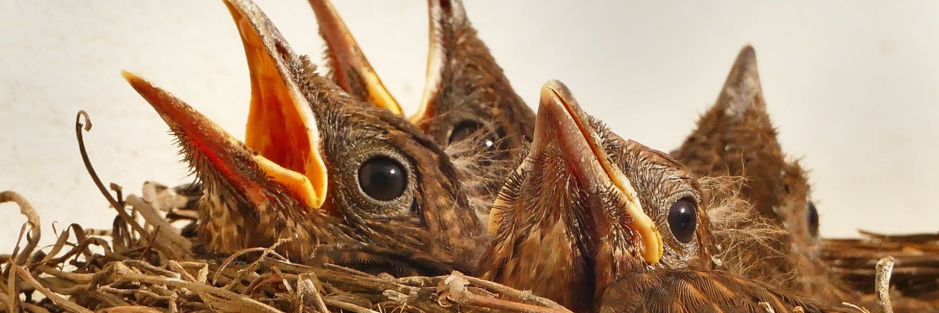 Studium Generale: Darwin comes to town