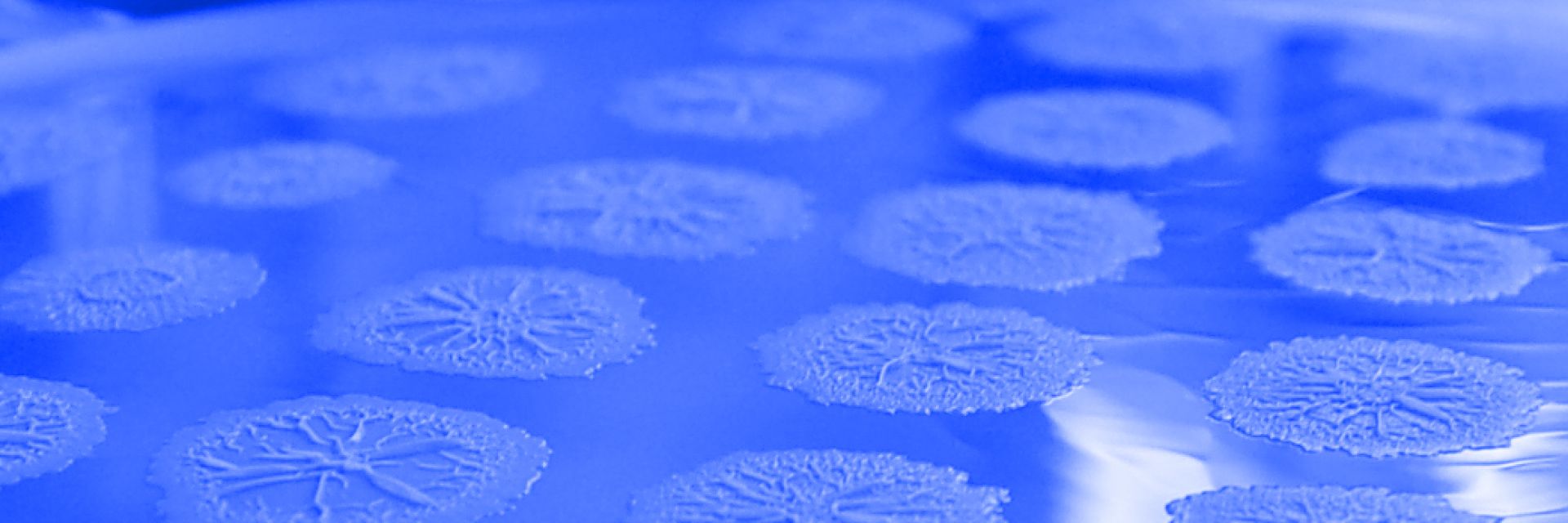 Antibiotics resistance; working together on prevention